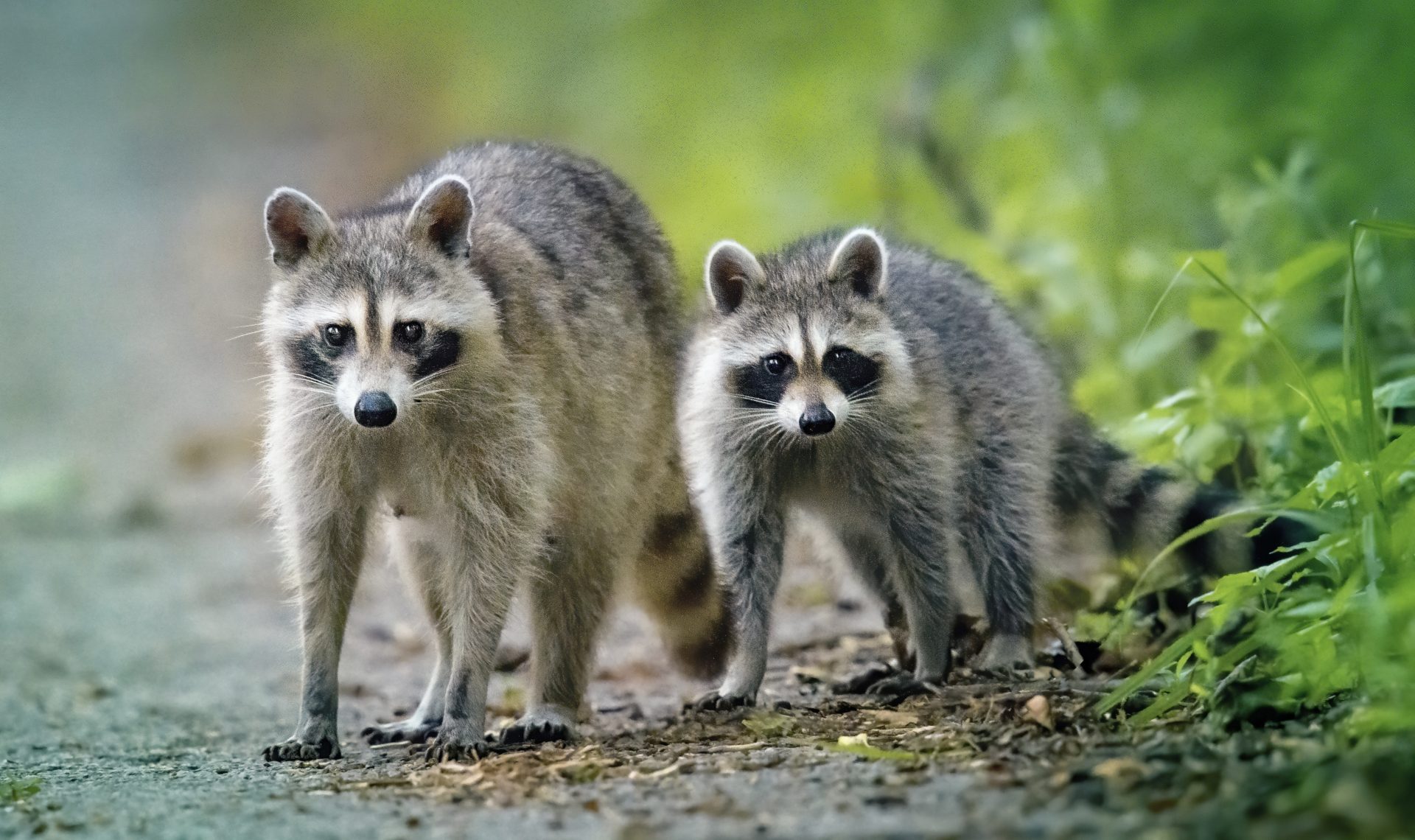 Say WHAT?! Washington Woman’s Home Reportedly Surrounded By Nearly 100 Raccoons (VIDEO)